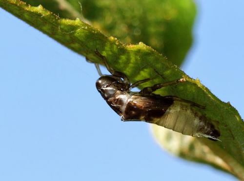 Aphrophora sp.
