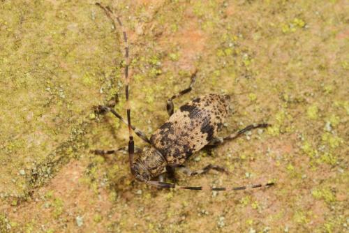 Leiopus sp.