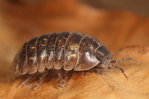 Armadillidium opacum