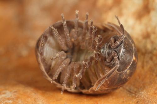 Armadillidium opacum