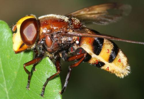 Volucella zonaria