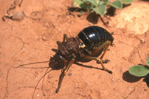 Eugaster sp.