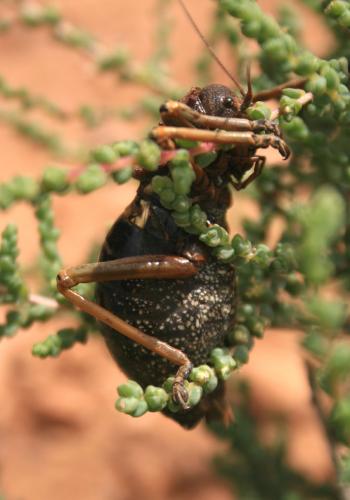 Réf. 72 181 : Eugaster sp.