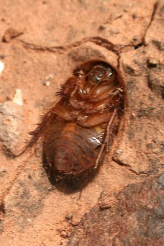 Heterogamodes sp.