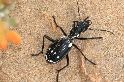 Réf. 72 403 : Termophilum sexmaculatum