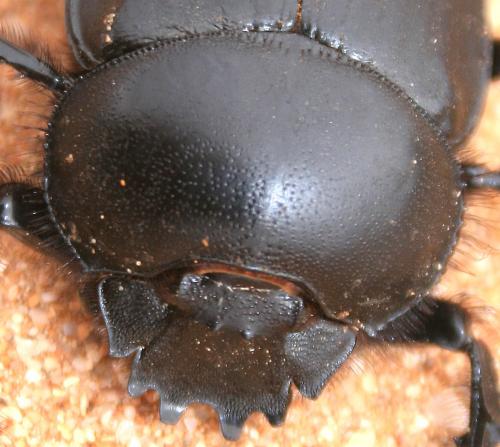 Réf. 72 783 : Scarabaeus sacer