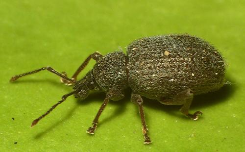 Otiorhynchus sp.