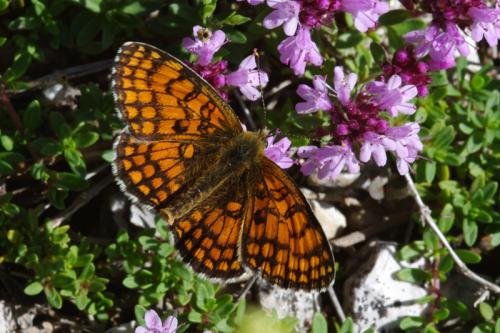 Melitaea sp.