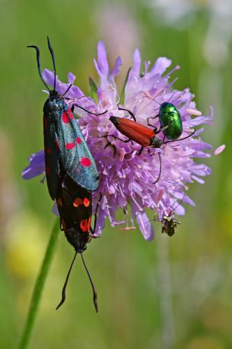 Zygaena filipendulae