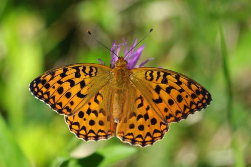 Argynnis adippe