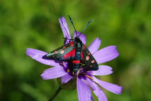 Zygaena ephialtes