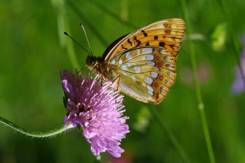 Argynnis adippe