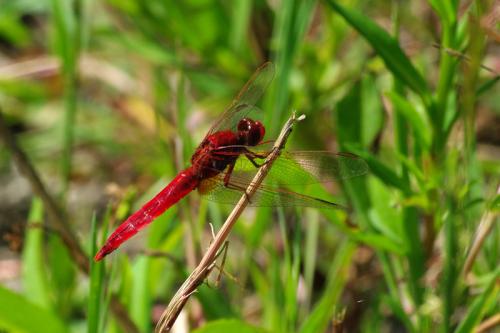 Réf. 72 606 : Crocothemis erythraea