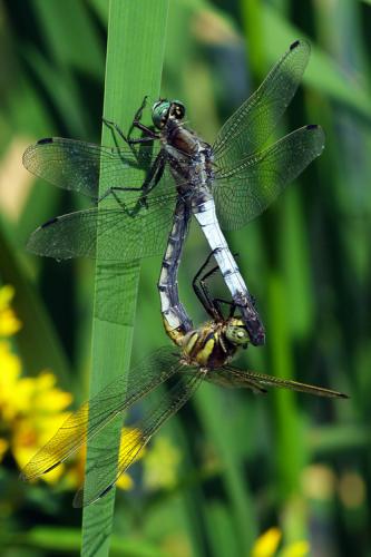 Réf. 72 440 : Orthetrum albistylum