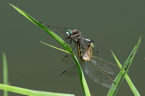 Réf. 72 443 : Orthetrum albistylum
