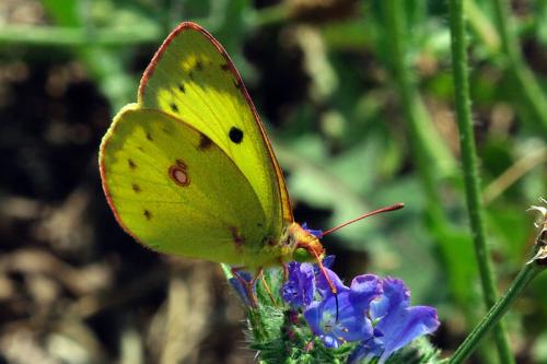 Colias sp.