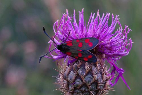 Zygaena transalpina