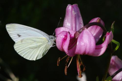 Pieris napi