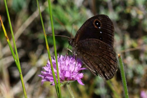 Réf. 72 815 : Satyrus ferula