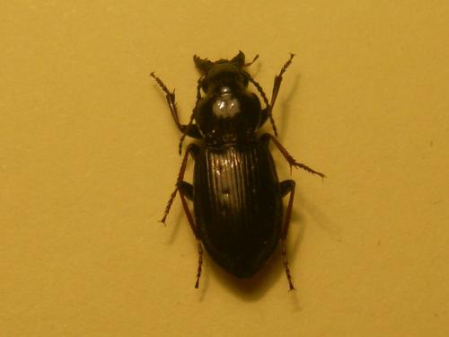 Pterostichus oblongopunctatus