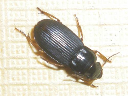 Harpalus laevipes