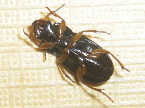 Réf. 72 094 : Harpalus laevipes