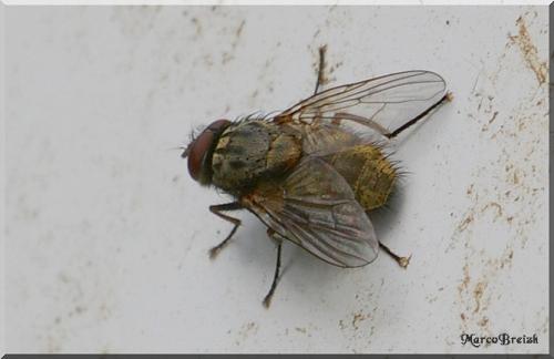 Réf. 72 759 : Muscina stabulans