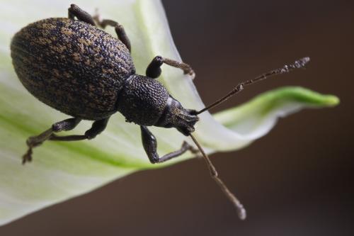 Réf. 72 233 : Otiorhynchus aurifer
