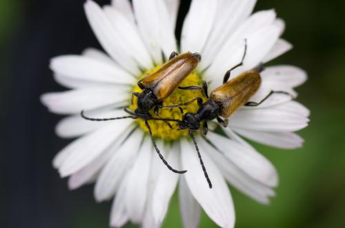 Réf. 72 421 : Pseudovadonia livida