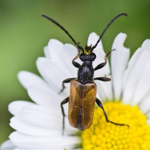 Pseudovadonia livida