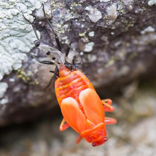 Réf. 72 397 : Pyrrhocoris apterus