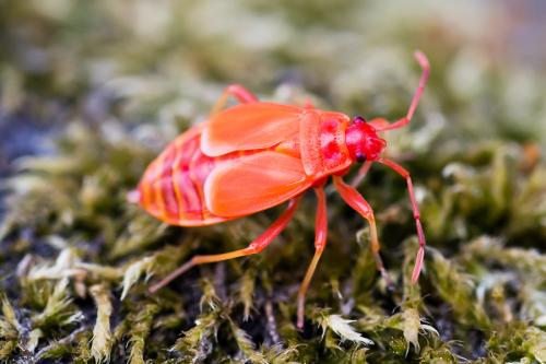 Réf. 72 398 : Pyrrhocoris apterus