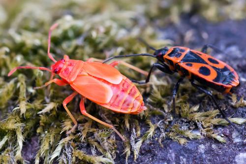 Réf. 72 399 : Pyrrhocoris apterus