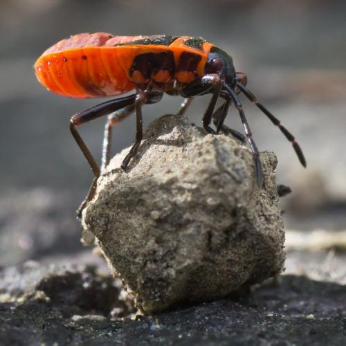 Pyrrhocoris apterus