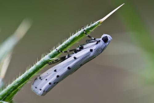 Myelois circumvoluta