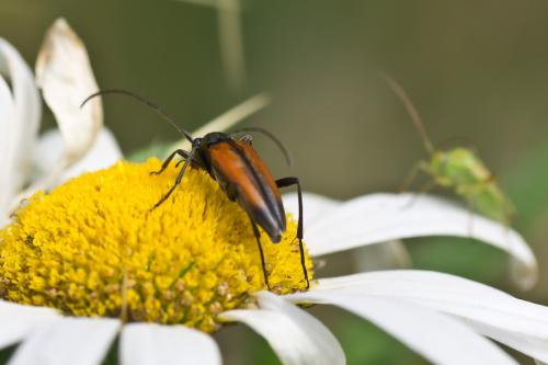 Stenurella melanura