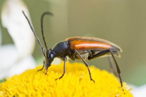 Réf. 72 775 : Stenurella melanura