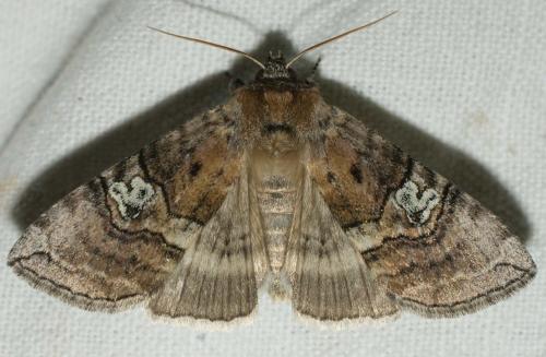 Réf. 72 769 : Tethea ocularis