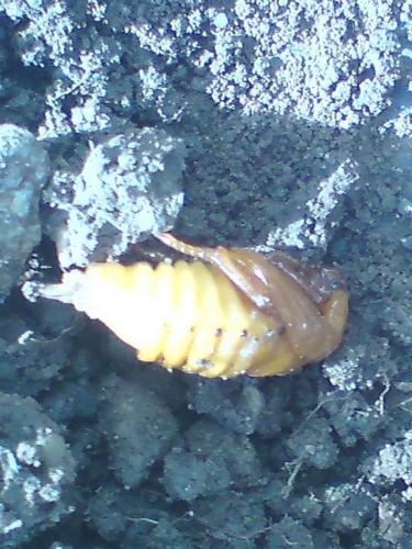 Melolontha sp.