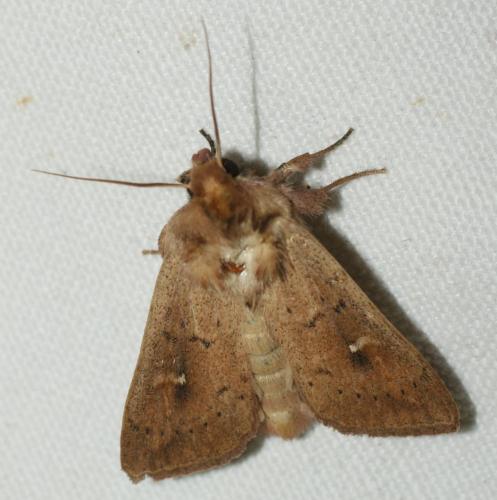Réf. 72 829 : Mythimna ferrago