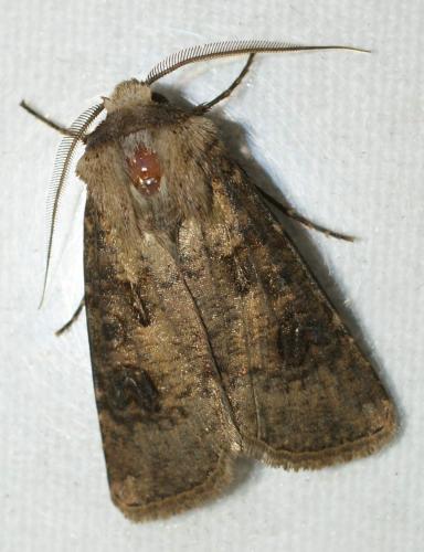 Agrotis clavis