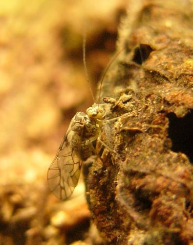 Psococerastis gibbosa