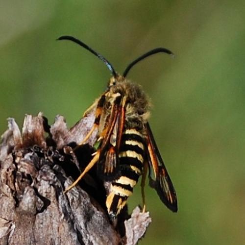 Bembecia sp.
