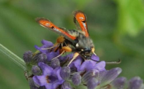 Réf. 72 633 : Pyropteron chrysidiformis
