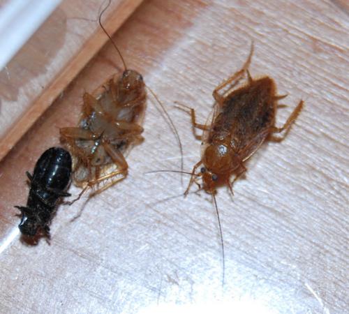 Planuncus vinzi