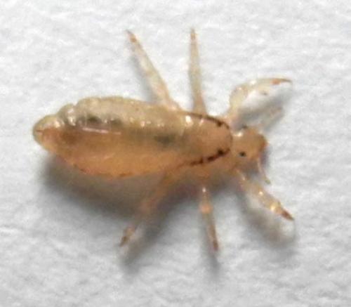 Réf. 72 766 : Pediculus capitis