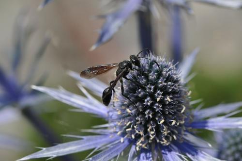 Isodontia mexicana