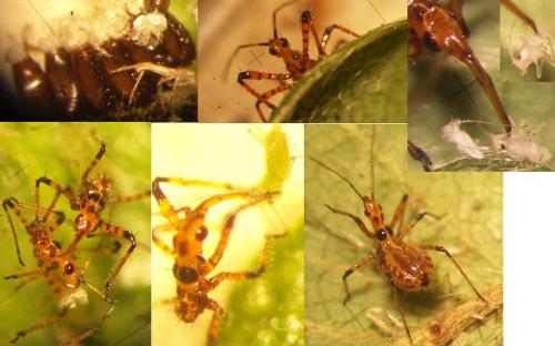 Réf. 72 219 : Rhynocoris sp.