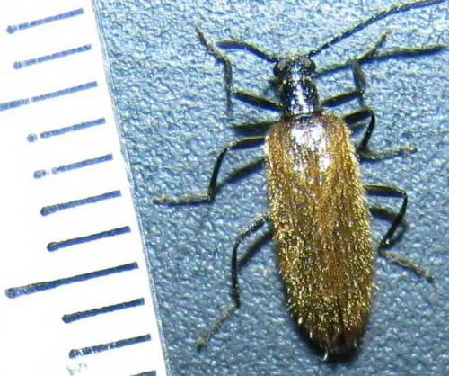 Réf. 72 645 : Lagria hirta