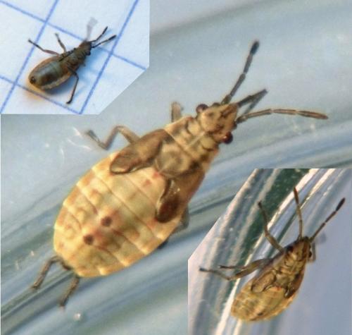 Arocatus roeselii